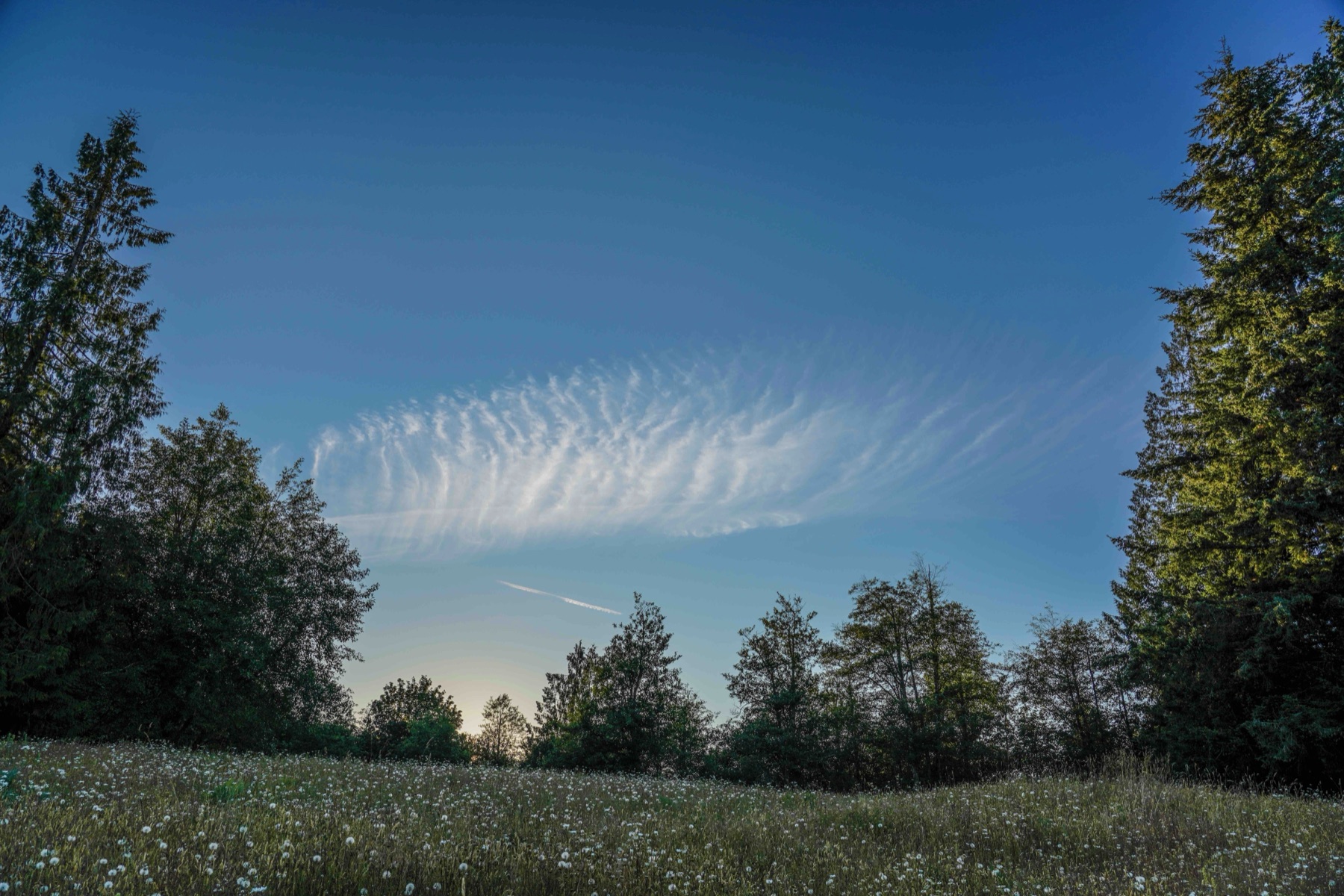 Wild meadow beneath a patterned evening sky